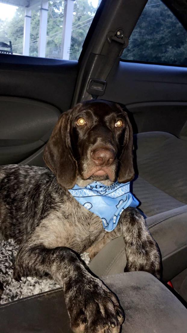 Round Island Creek Kennels Testimonial Allison Ford Round Island