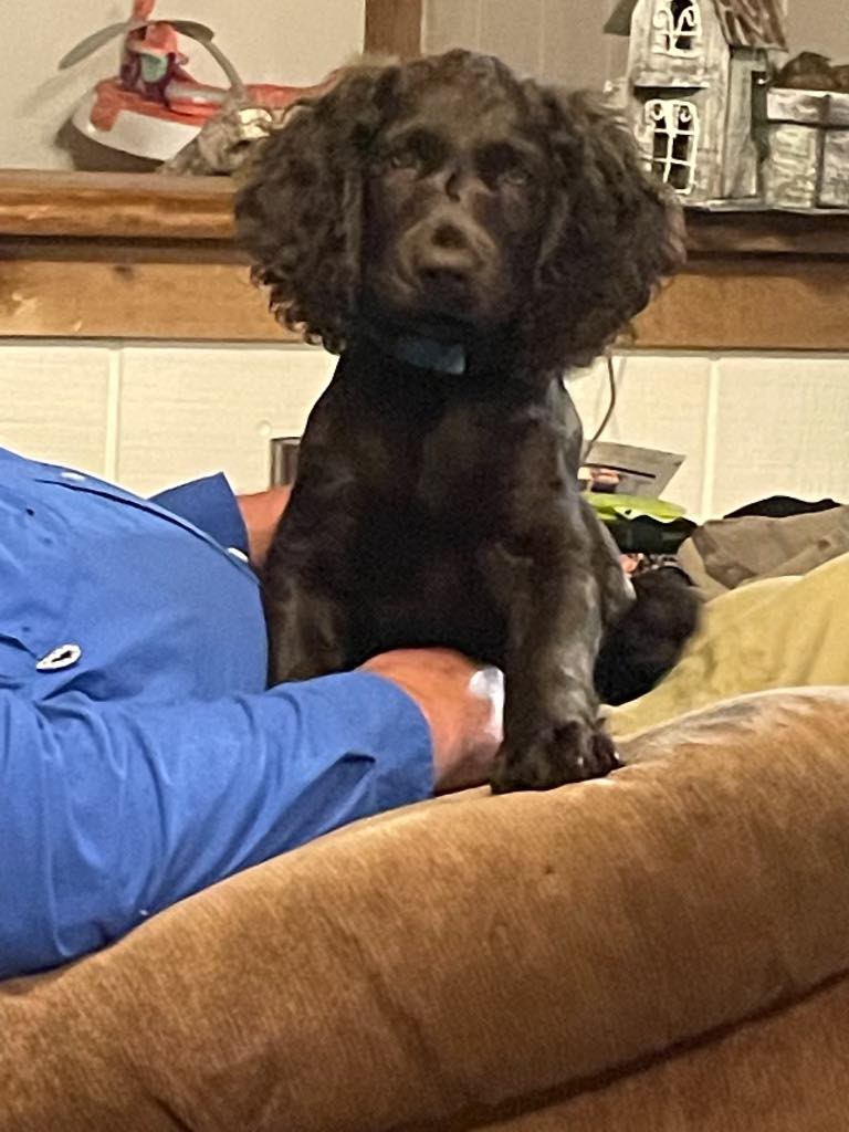 Round Island Creek Kennels Testimonial Laura Stevens Round Island