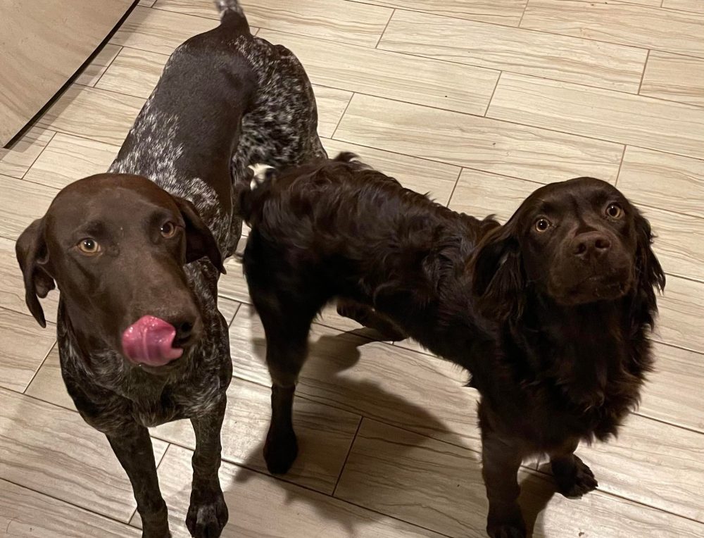 Round Island Creek Kennels Testimonial Ruth Freeman Round Island